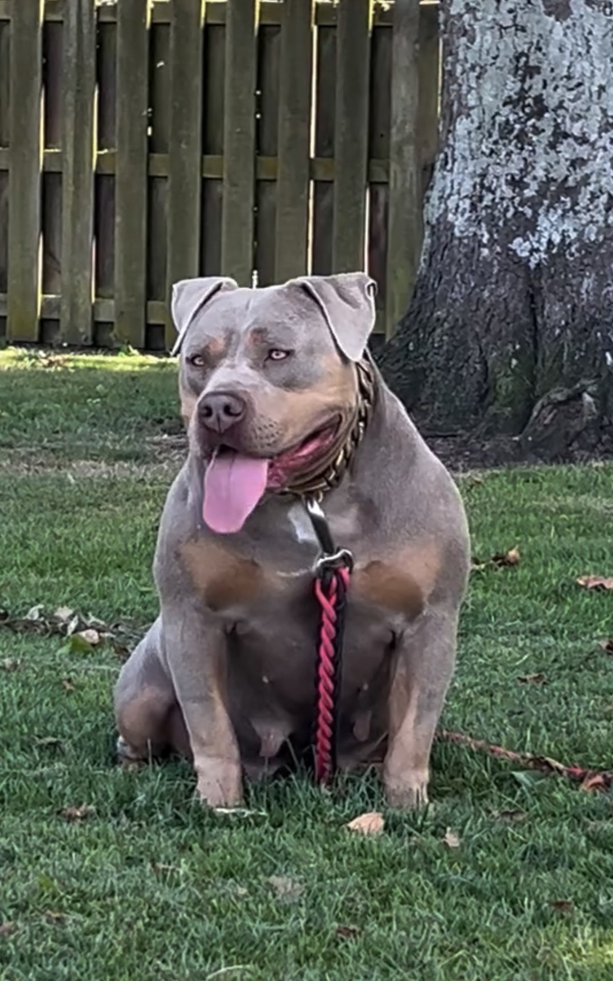Dog Featured Image