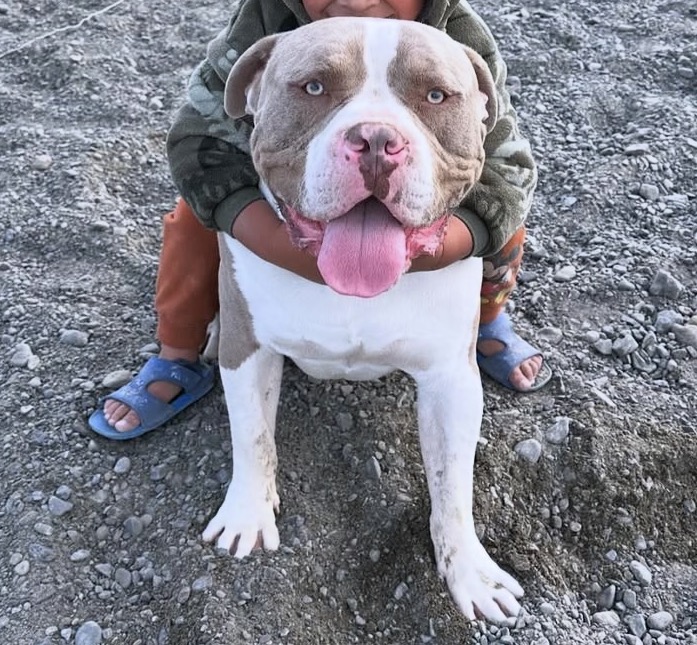 Dog Featured Image