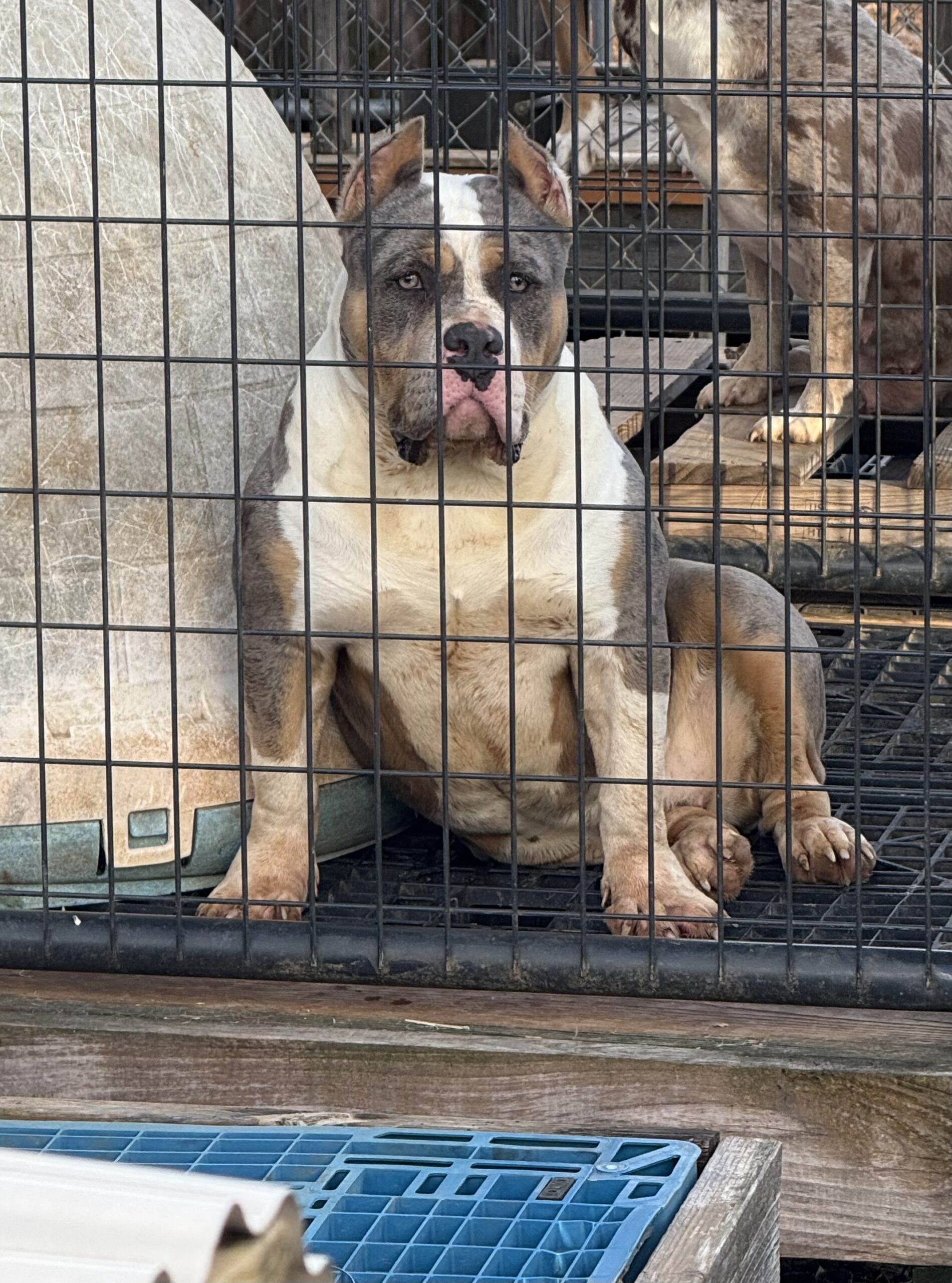 Dog Featured Image