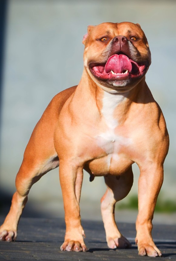 Dog Featured Image