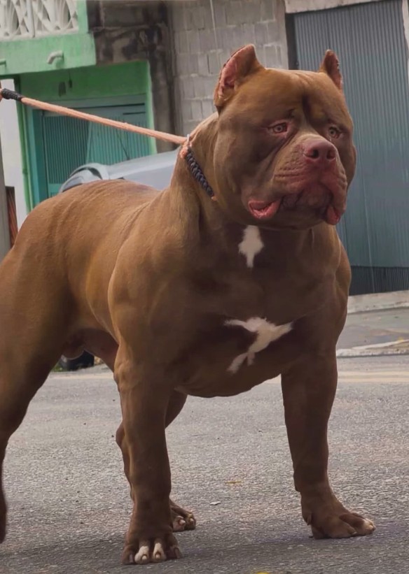 Dog Featured Image