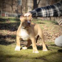 Cain Creek’s Dozer