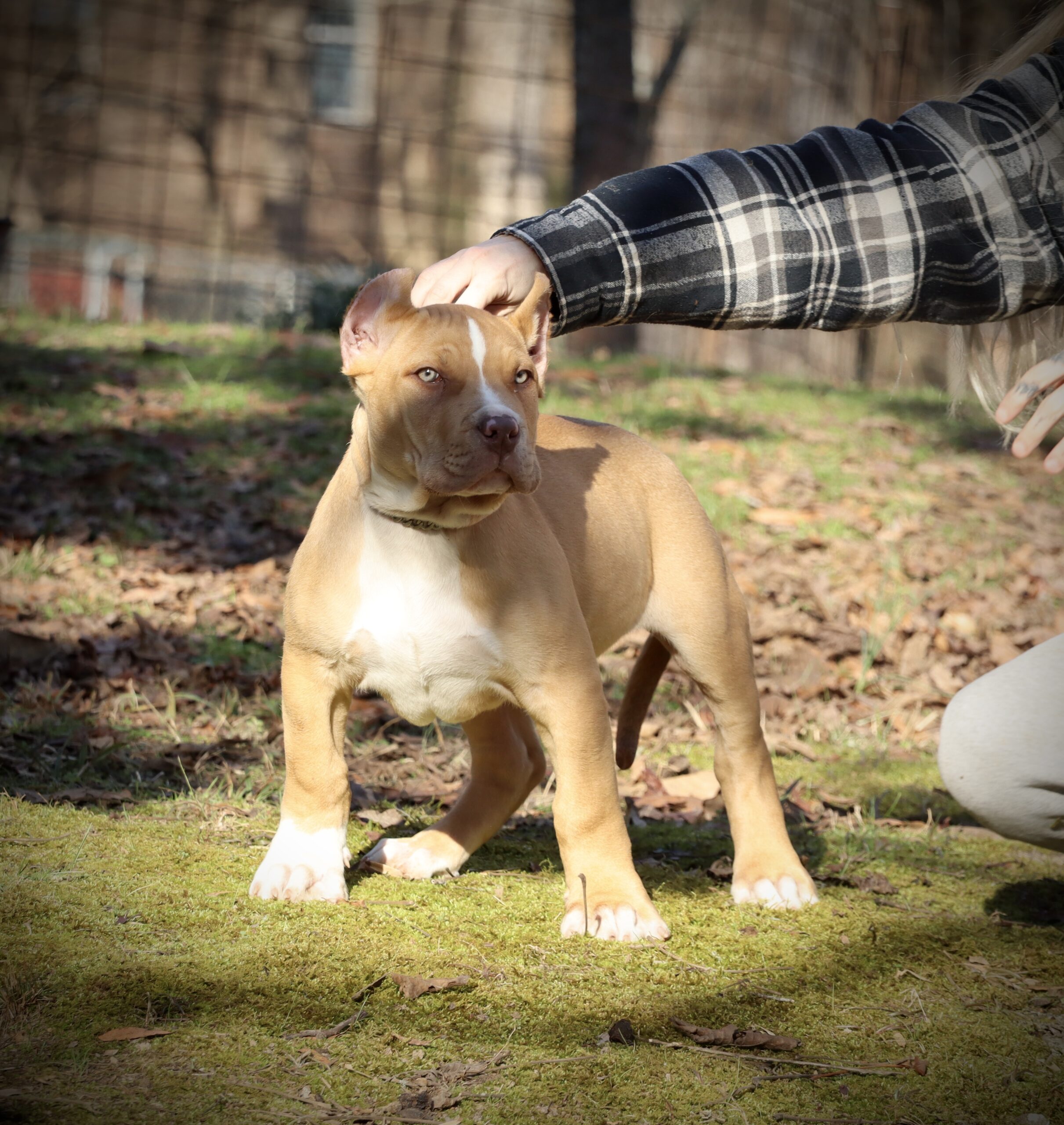 Dog Featured Image