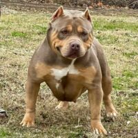 KY Finest Bullies Stiletto