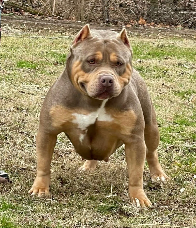 Dog Featured Image