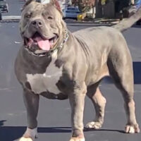 PITSTOPBULLIEZ MAYDAY LINE MIRAYA