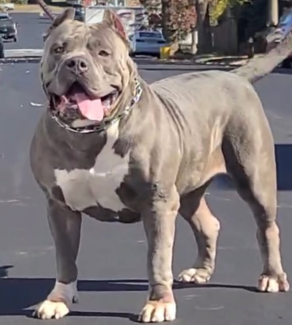 Dog Featured Image