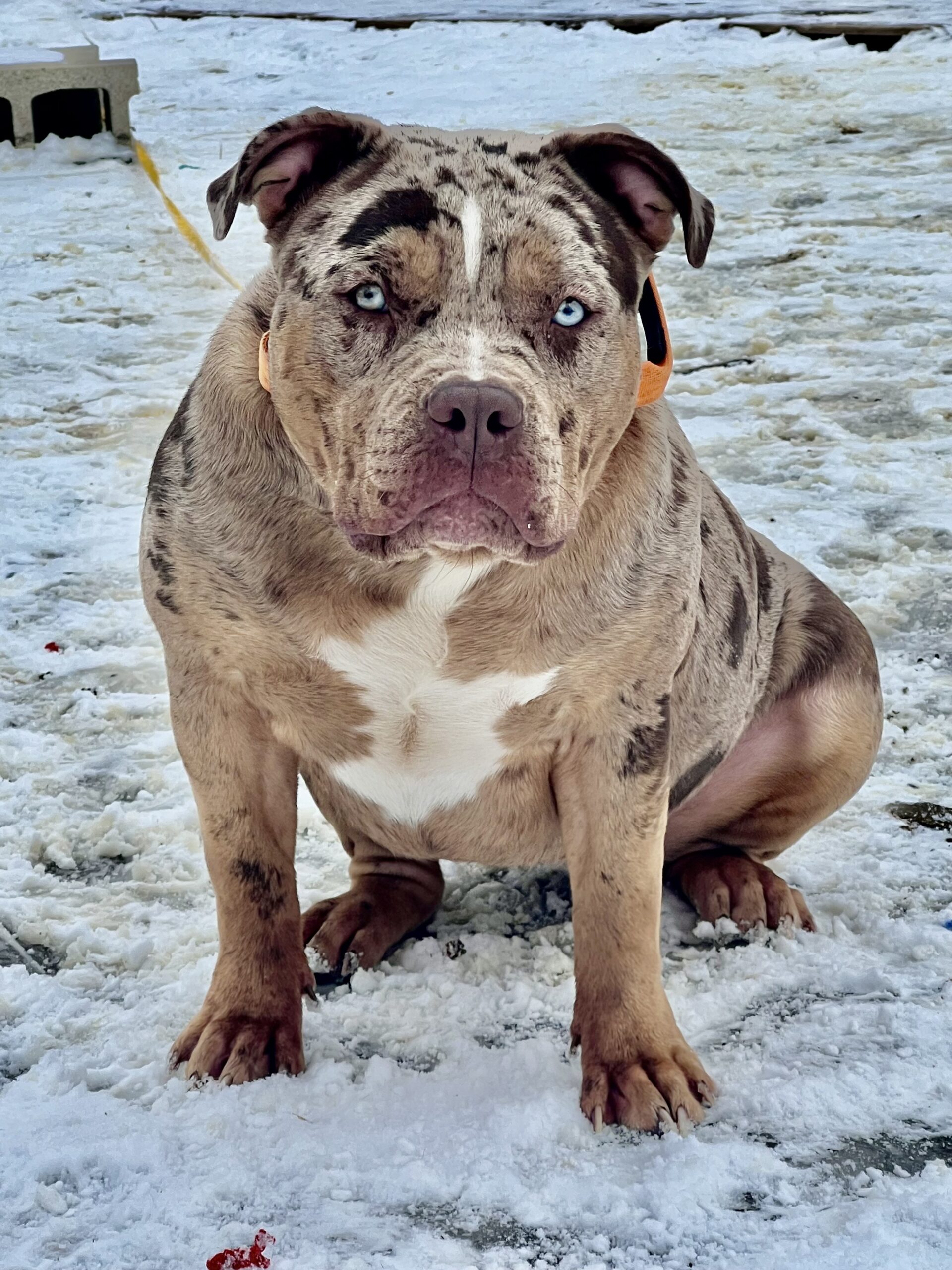 Dog Featured Image