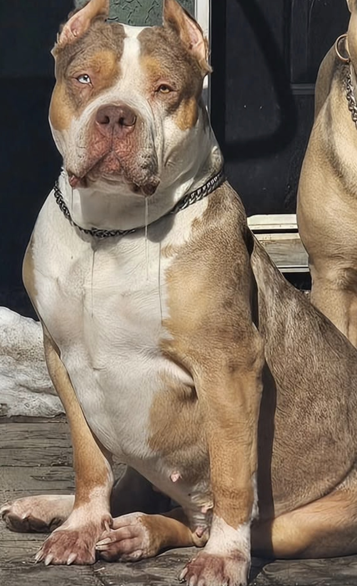 Dog Featured Image