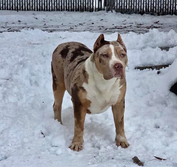 Dog Featured Image