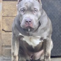 Ramsay Family Bullies Juju