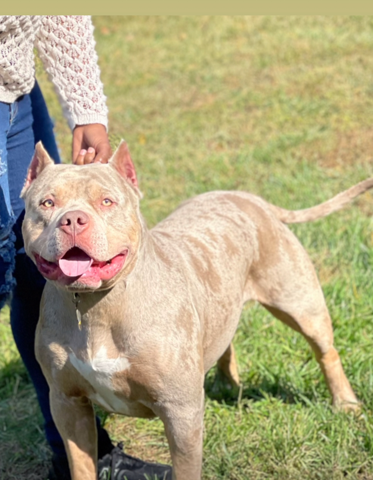 Additional Dog Image