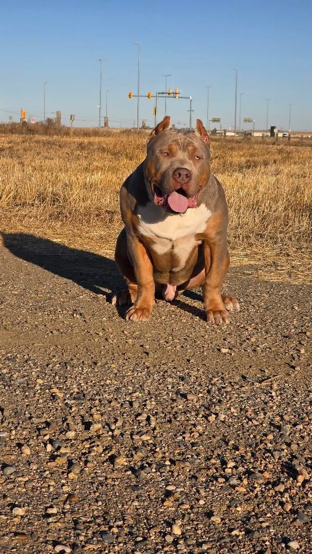 Dog Featured Image