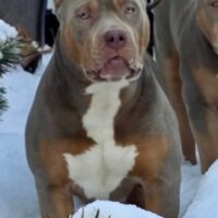Celebrity Bullies Xena RFB