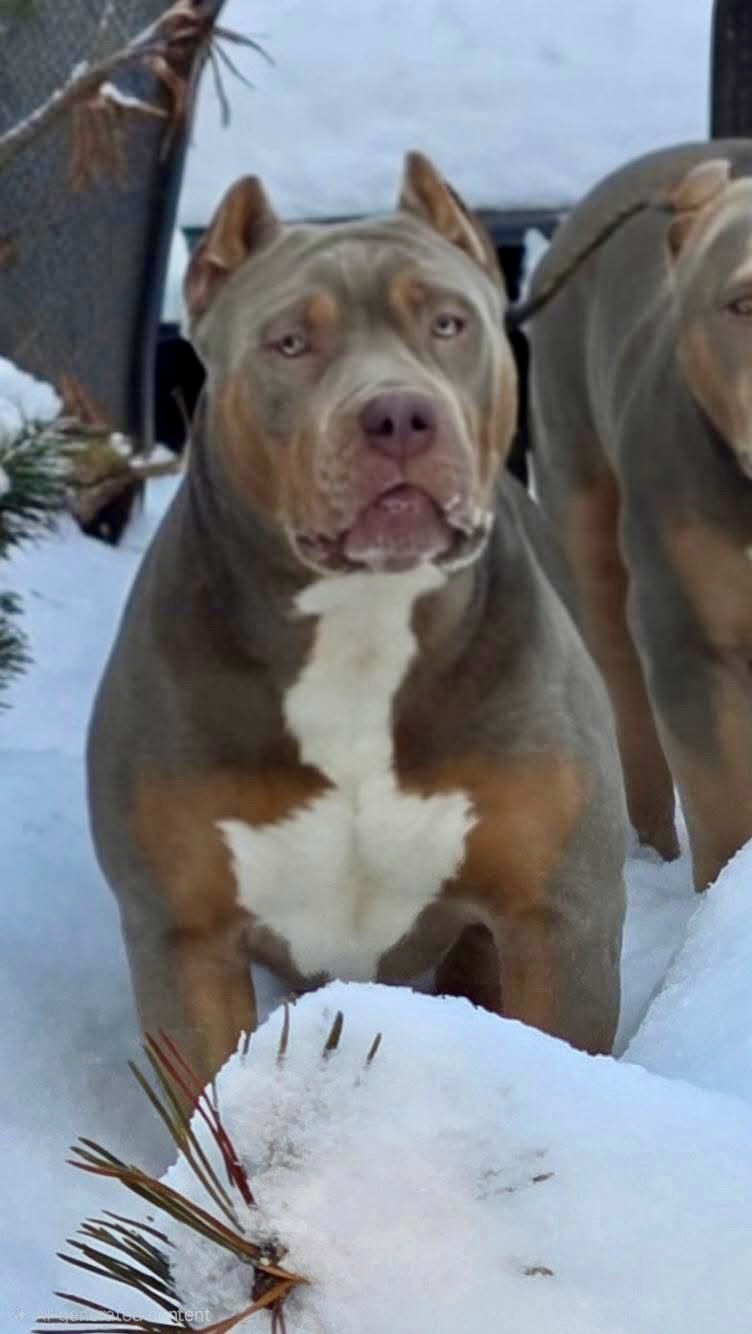 Dog Featured Image
