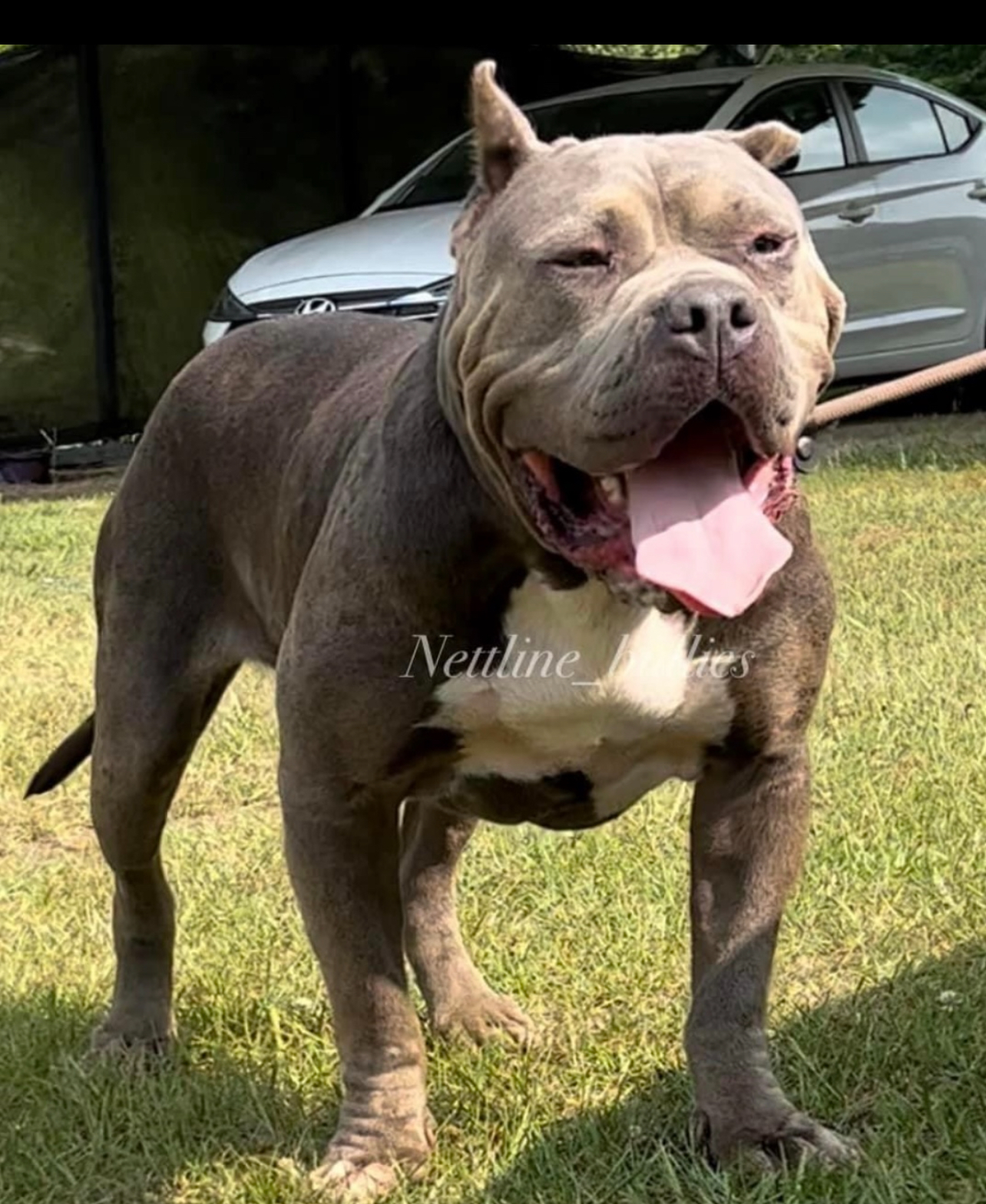 Dog Featured Image