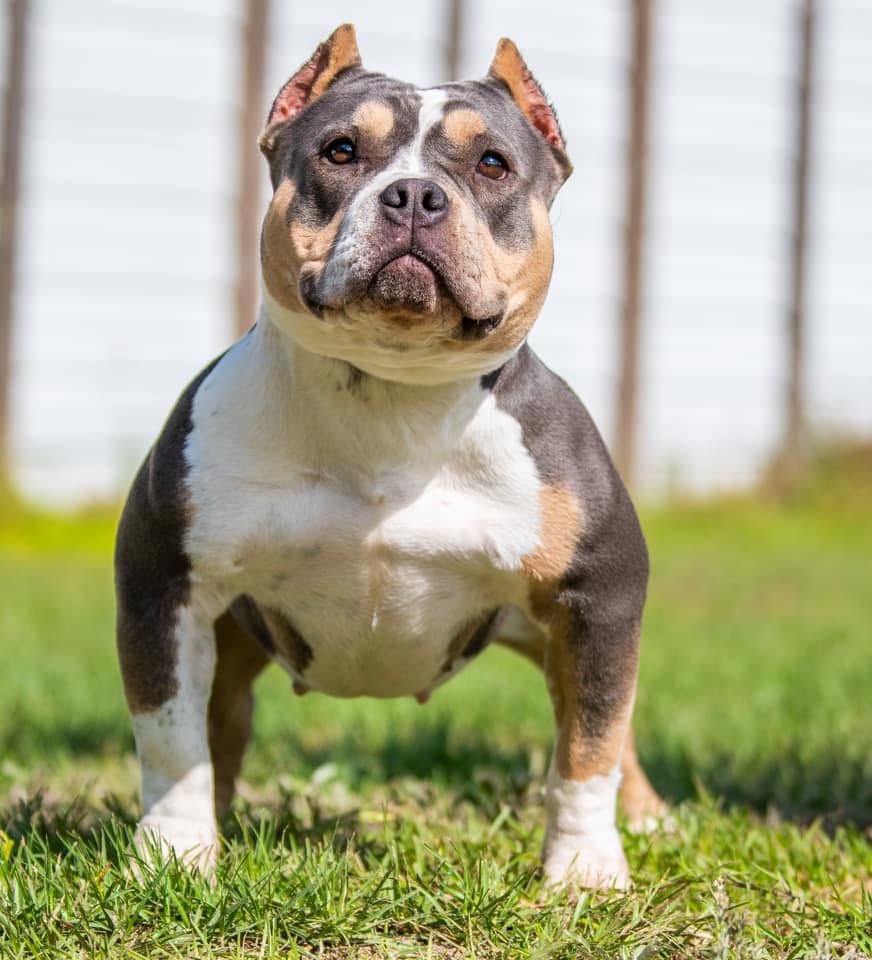 Dog Featured Image
