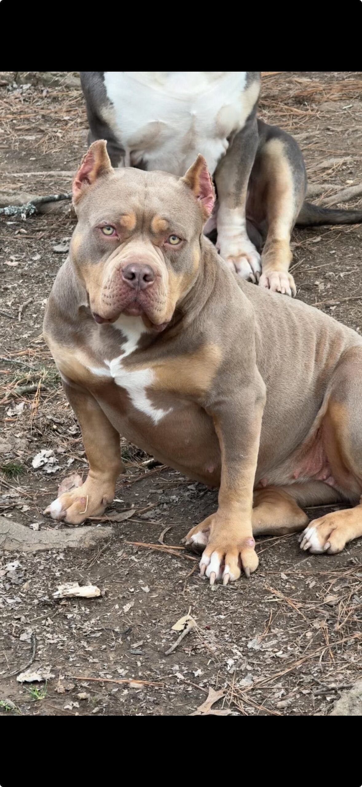 Dog Featured Image