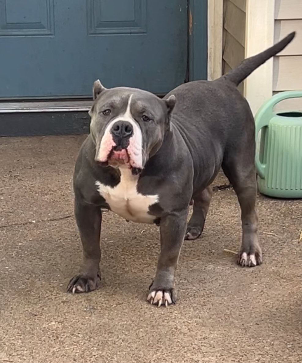 Dog Featured Image