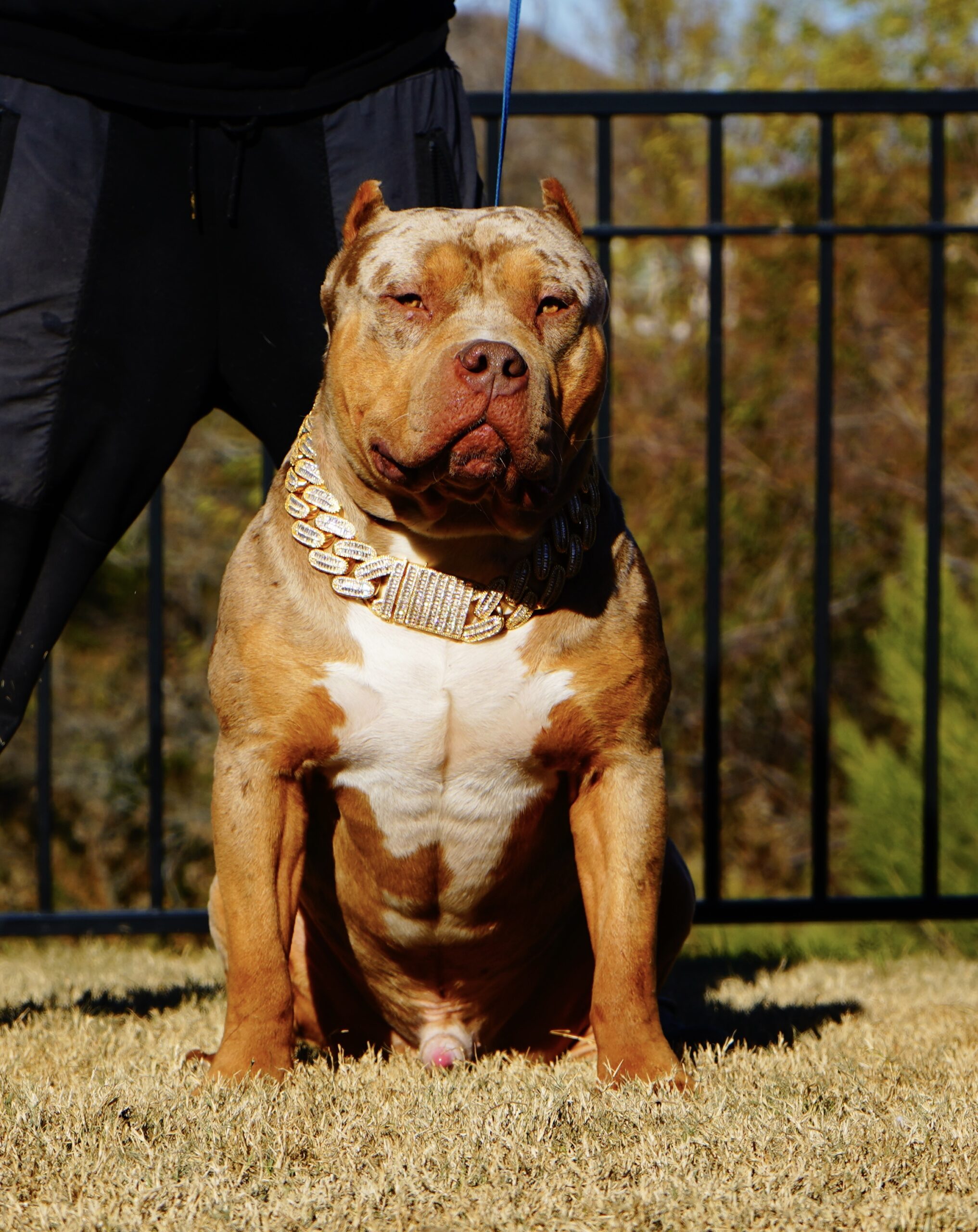 Dog Featured Image