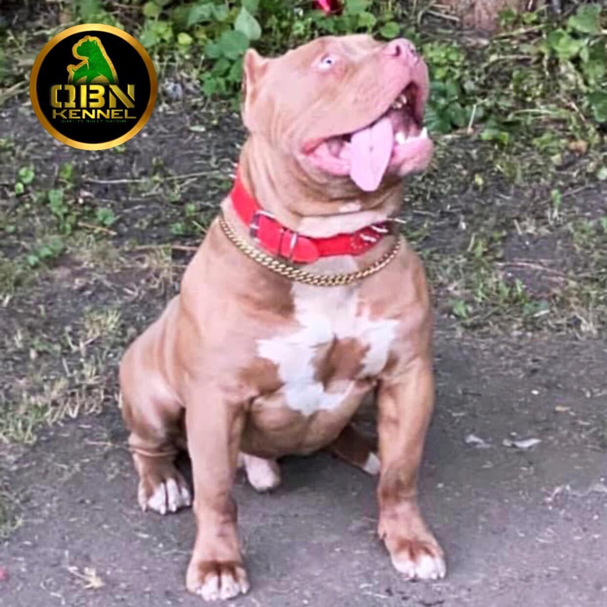 Dog Featured Image