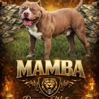 QBNK’S MAMBA