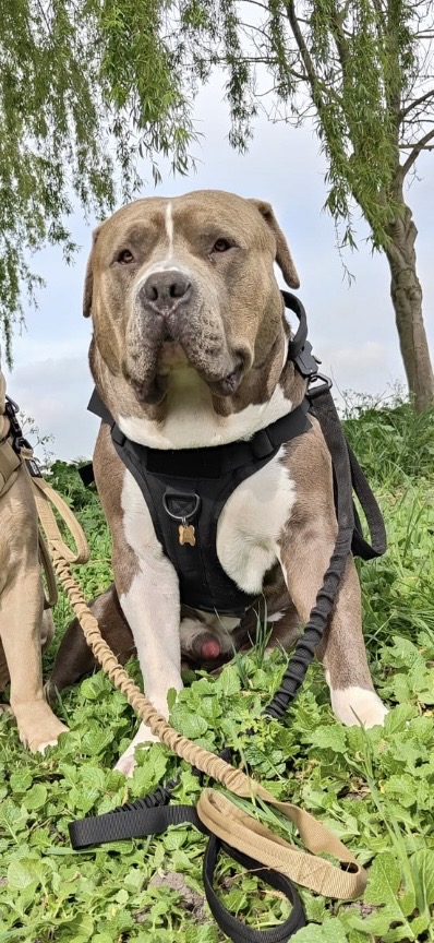 Dog Featured Image