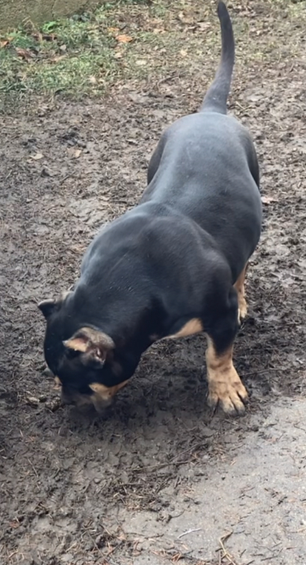 Dog Featured Image