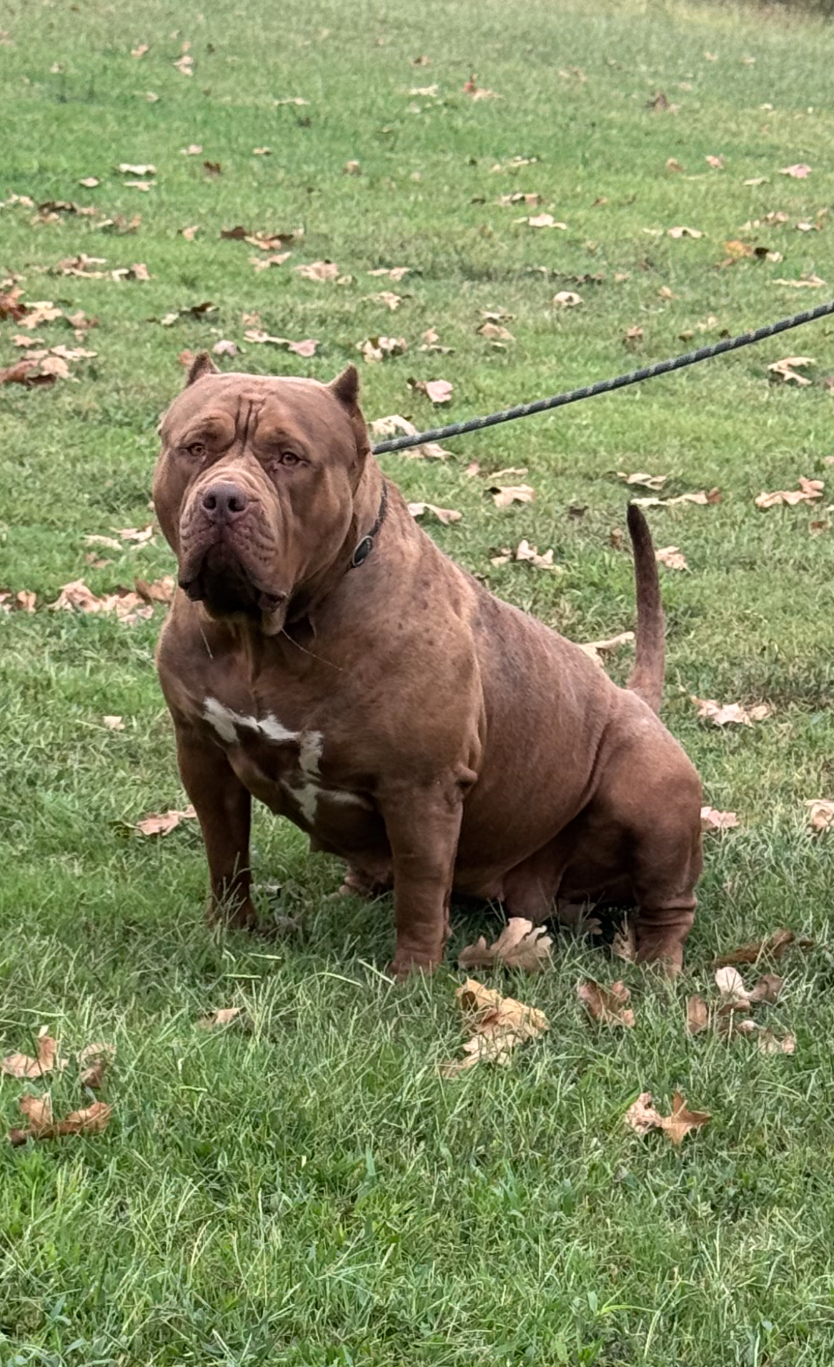 Dog Featured Image