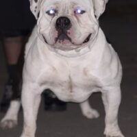 NGB/Airdawwgg’s Bino