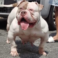 Big Skull Meg of The Bully Source