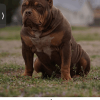 Ffffffflllorrrida finest breeder again at it like always