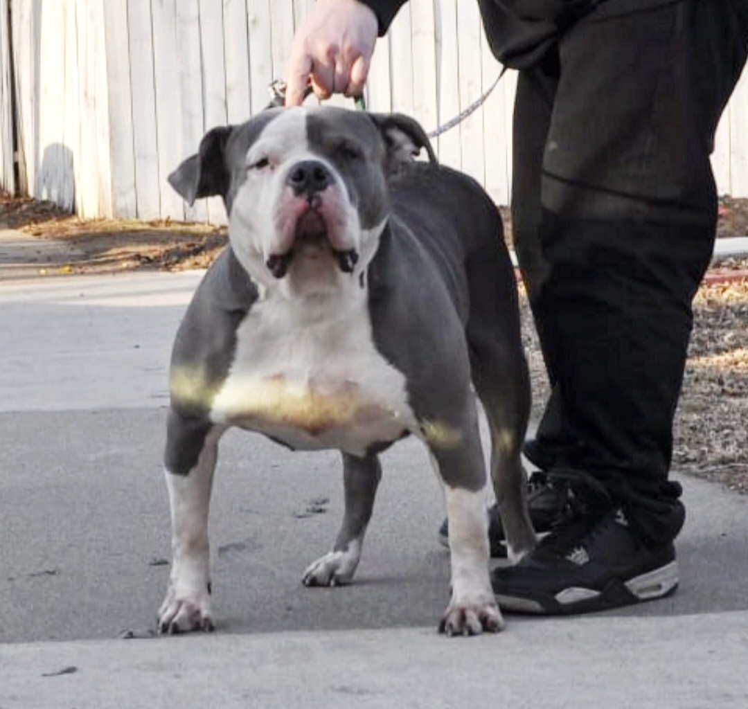 Dog Featured Image