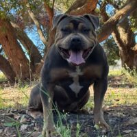 Dog Featured Image