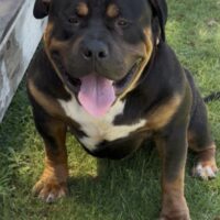 Dog Featured Image