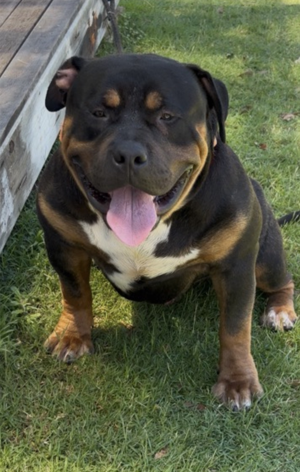 Dog Featured Image
