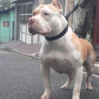 Doble Bull Blue Haika