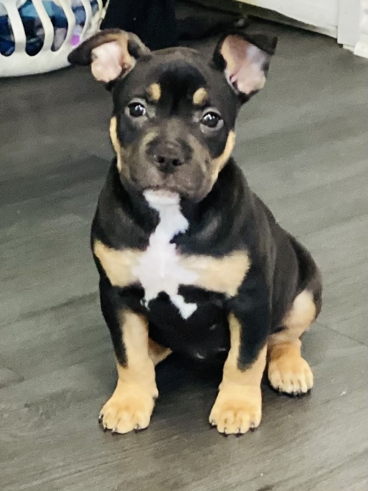 Dog Featured Image