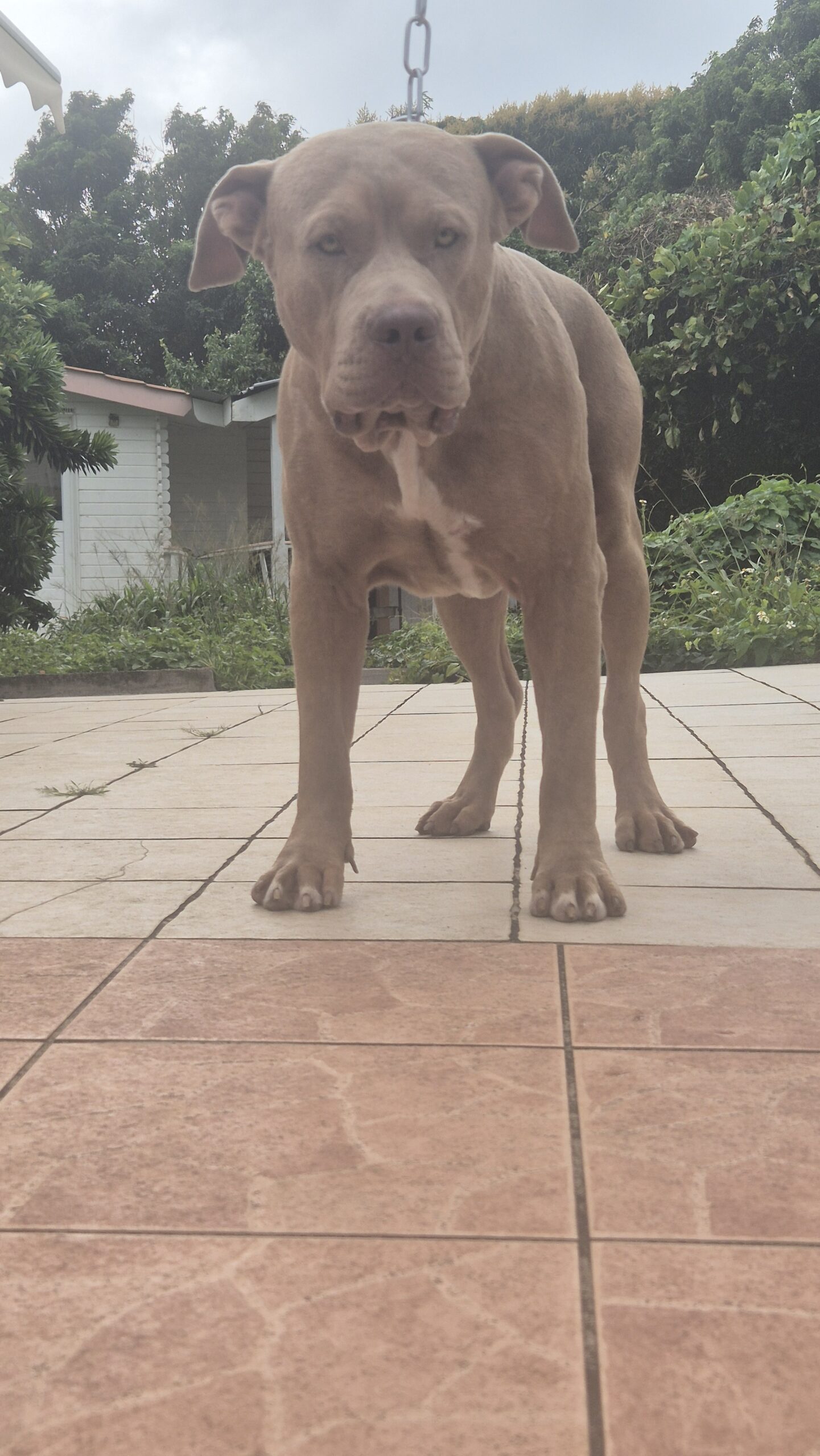 Dog Featured Image