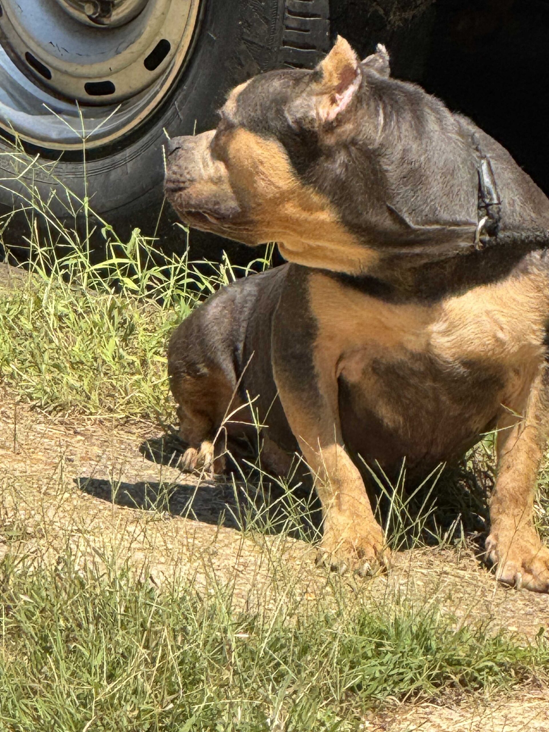 Dog Featured Image