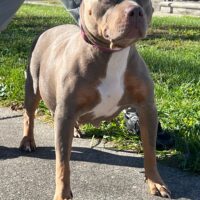 Milli Aka Milli