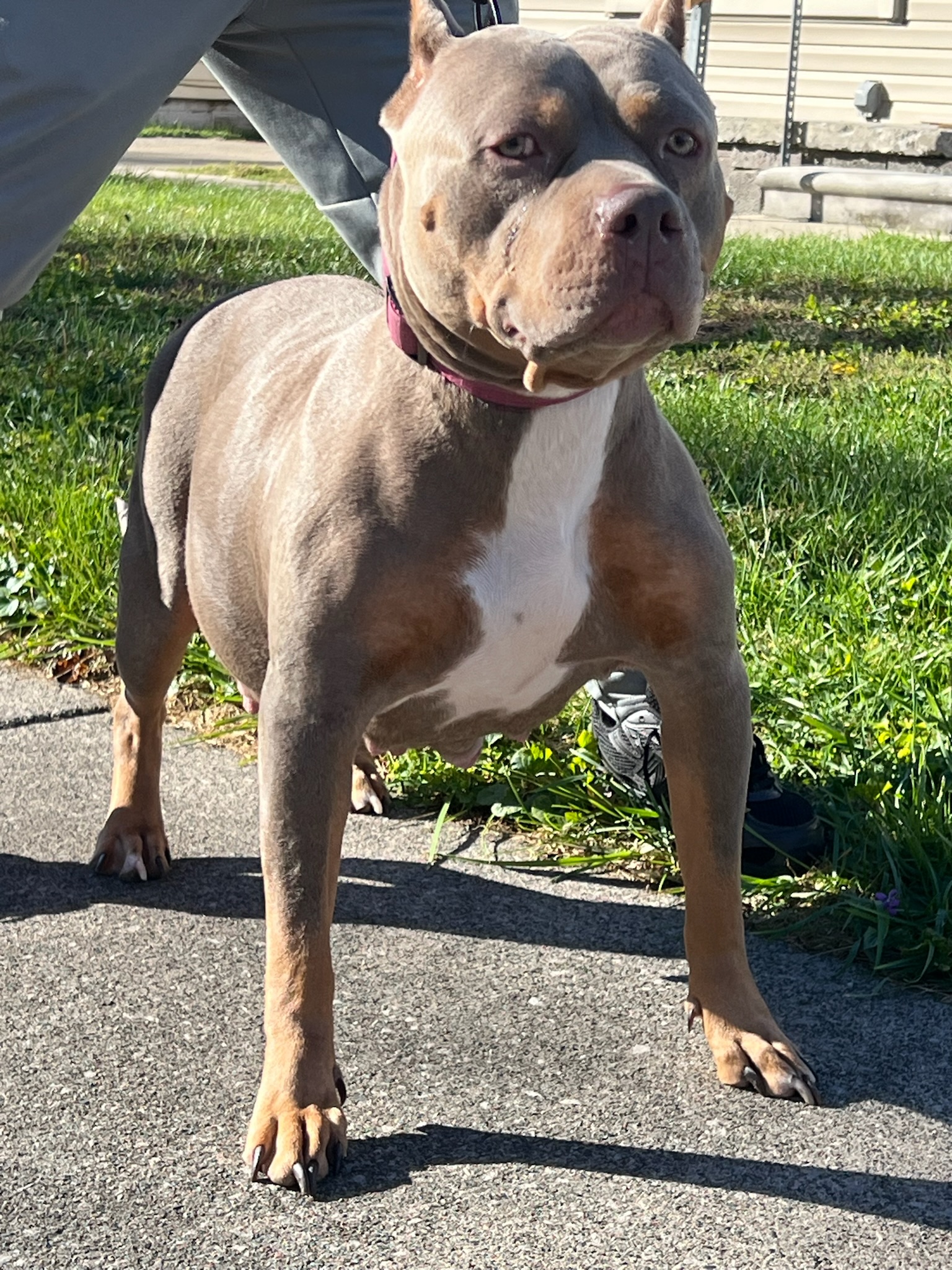 Dog Featured Image