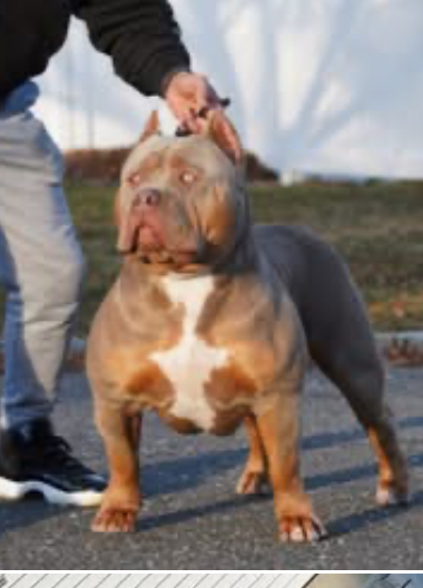Dog Featured Image