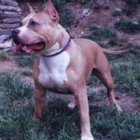 RAZOR’S EDGE YODA LIL CHOLLA