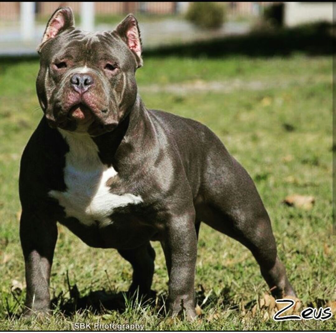 Dog Featured Image