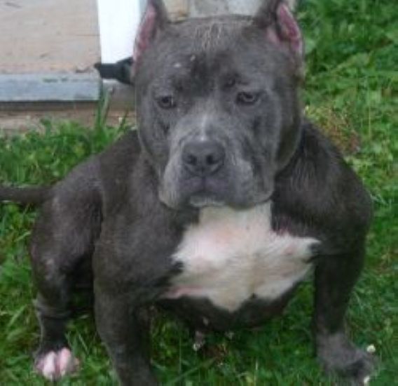 Dog Featured Image