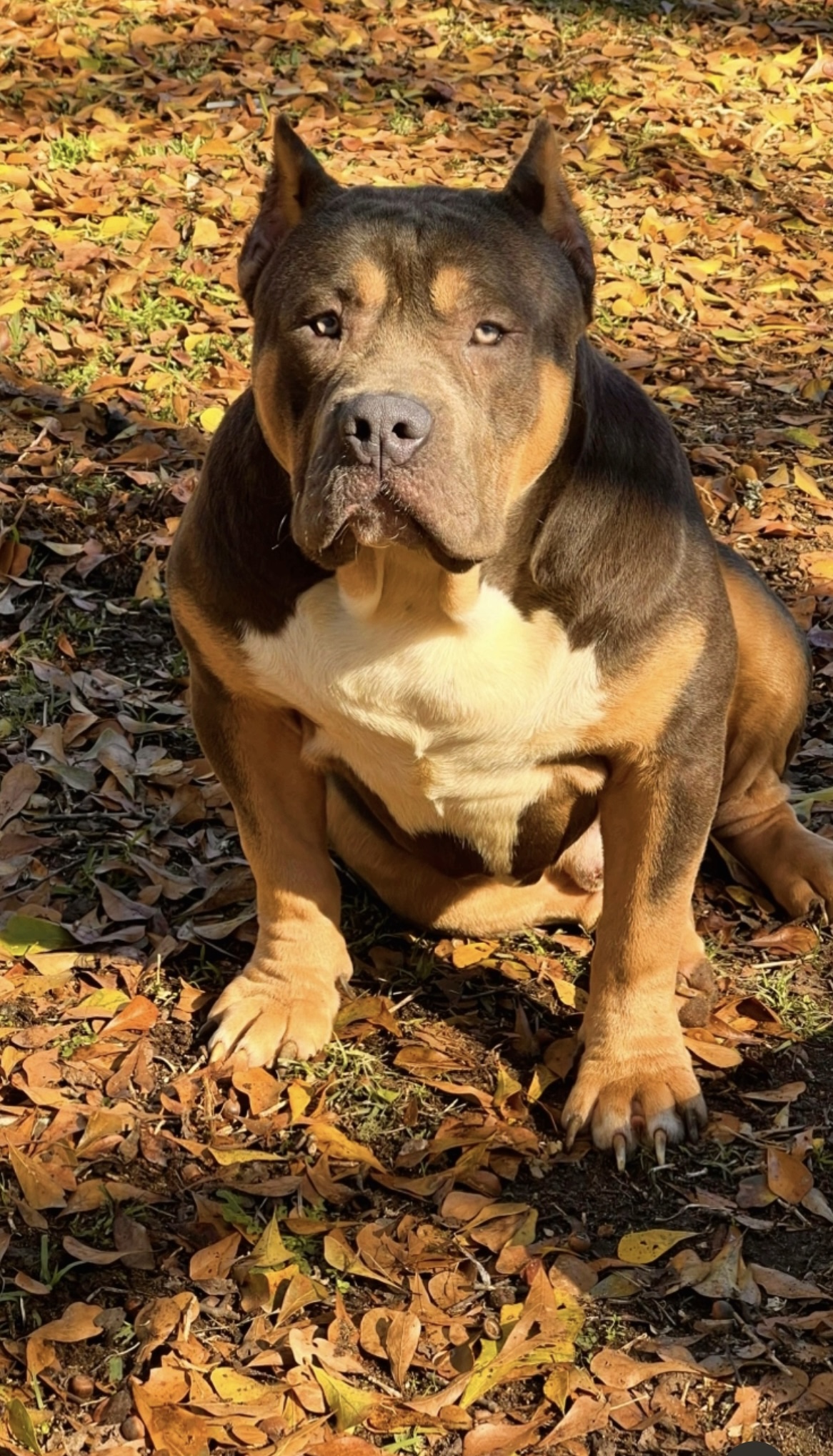 Dog Featured Image