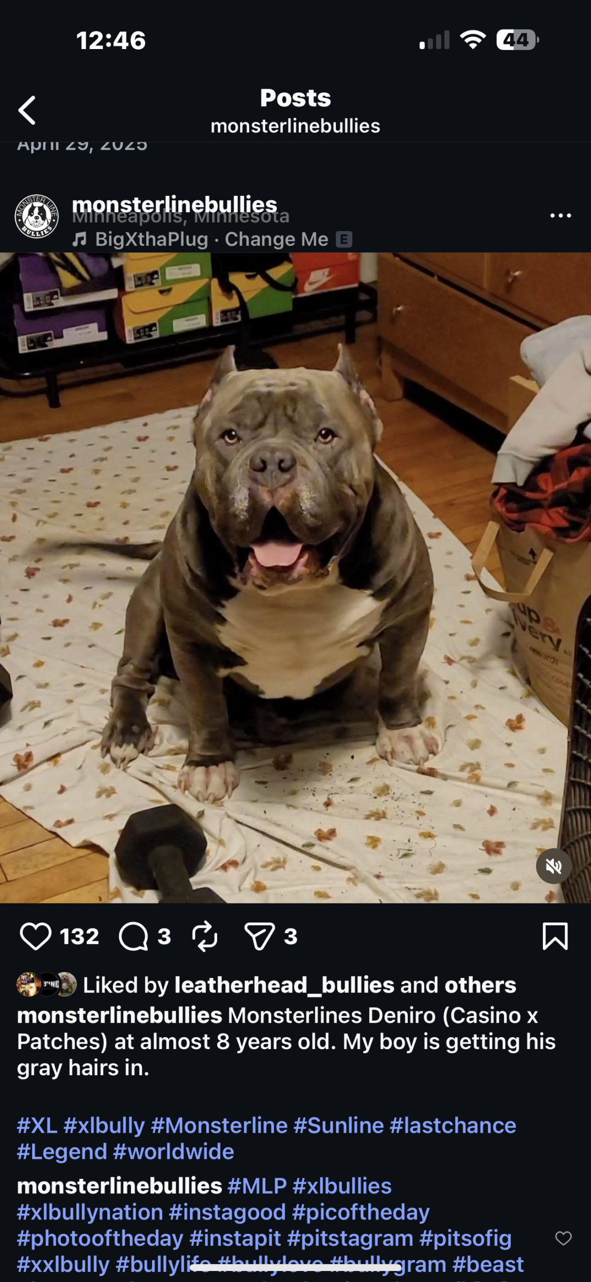 Dog Featured Image