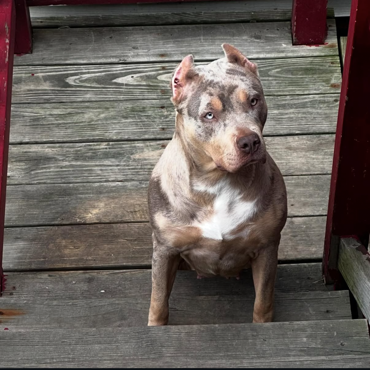 Dog Featured Image