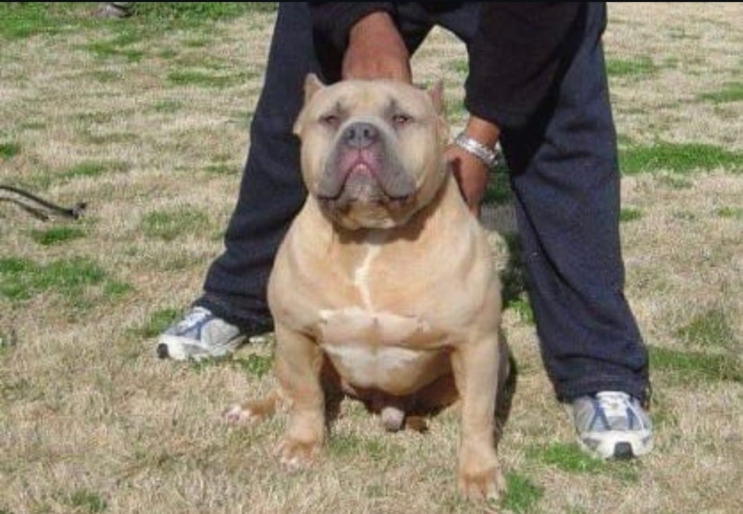 Dog Featured Image